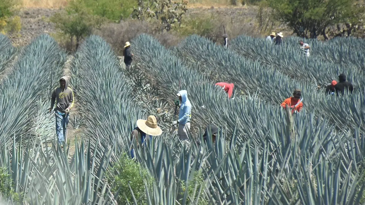 ISABEL MANTILLA Y AGAVE.- RICARDO SANCHEZ.- EL SOL DE IRAPUATO (4)